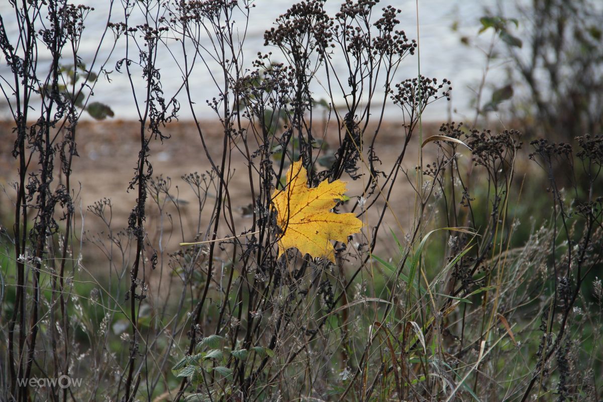 Leningrad的天气照片. 天气预报，带urubu精美的照片