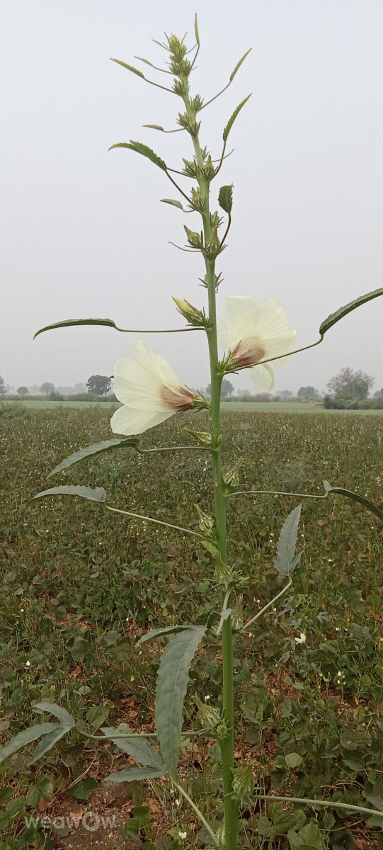 Weather Photos in Andhra Pradesh. Weather forecasts with beautiful photos by Imadabattini Bosu Babu