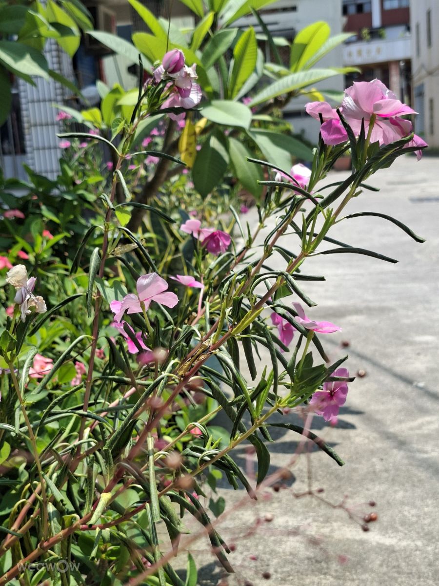 Photographe Wen-ya Huang, Photos météo à Kaohsiung - Weawow