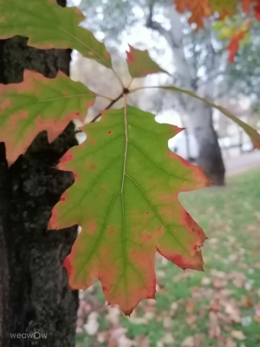 Photograph AttilaSzilvássy, Wetter Photos Budapest - Weawow