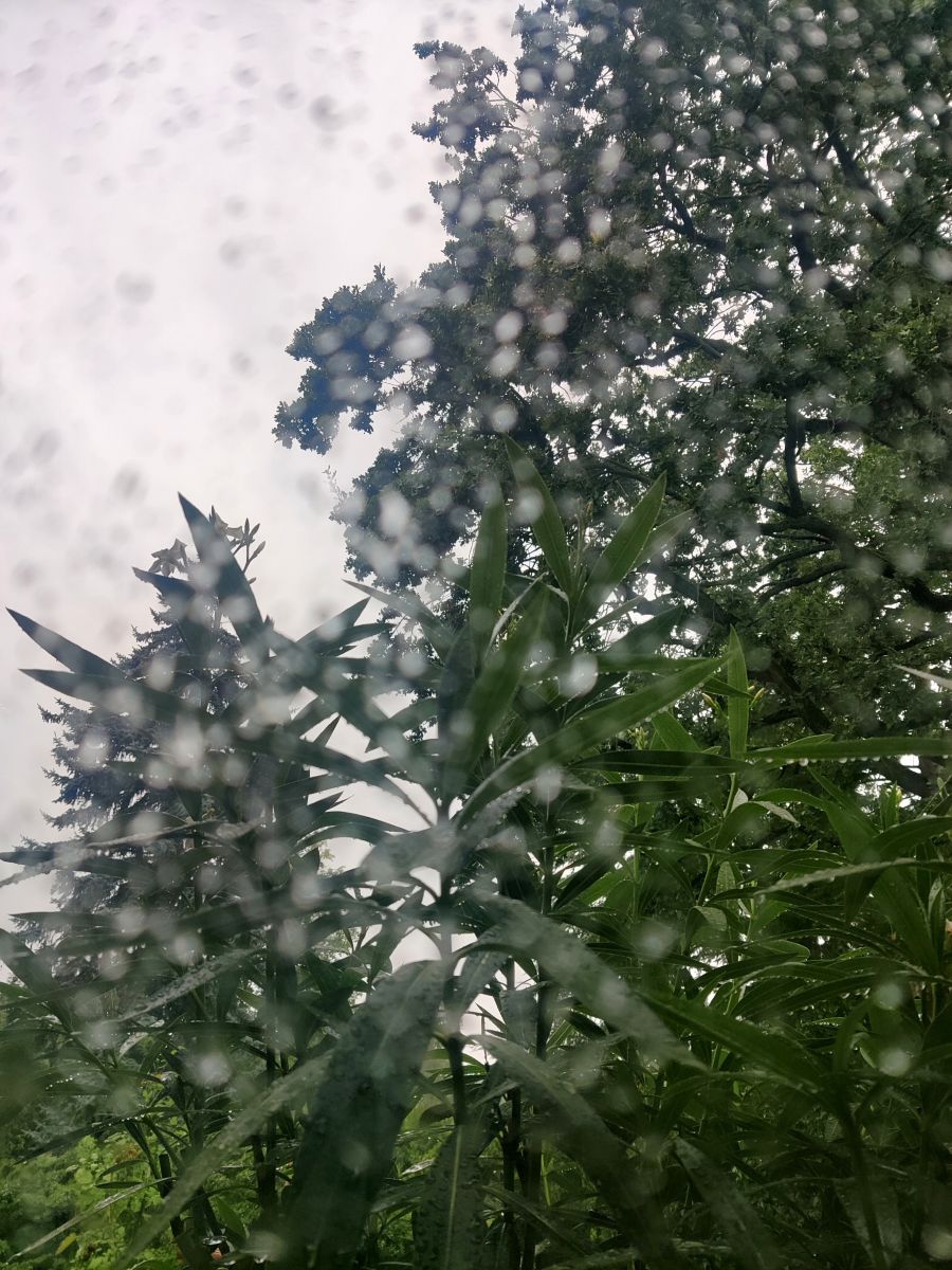 Fotografos Zorrra, Fotos do tempo em Kladow - Weawow