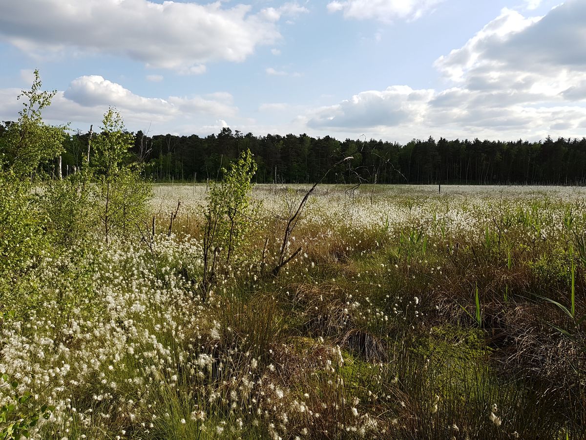 Weather Photos in Kampinos. Weather forecasts with beautiful photos by Mirek