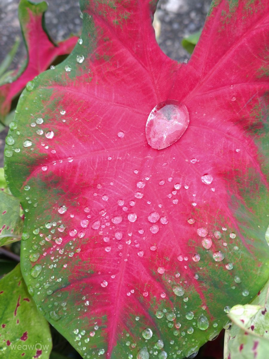 Fotografos Wen-ya Huang, Fotos do tempo em Kaohsiung City - Weawow
