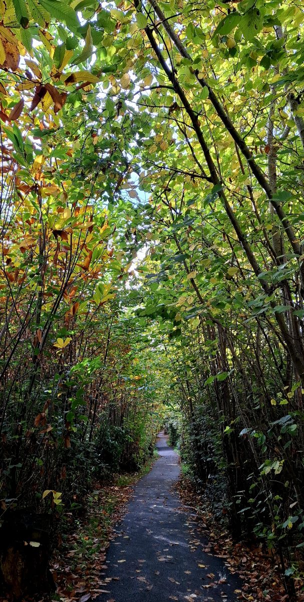 Photos météo à Maidstone. Prévisions météo avec de superbes photos de Lolli