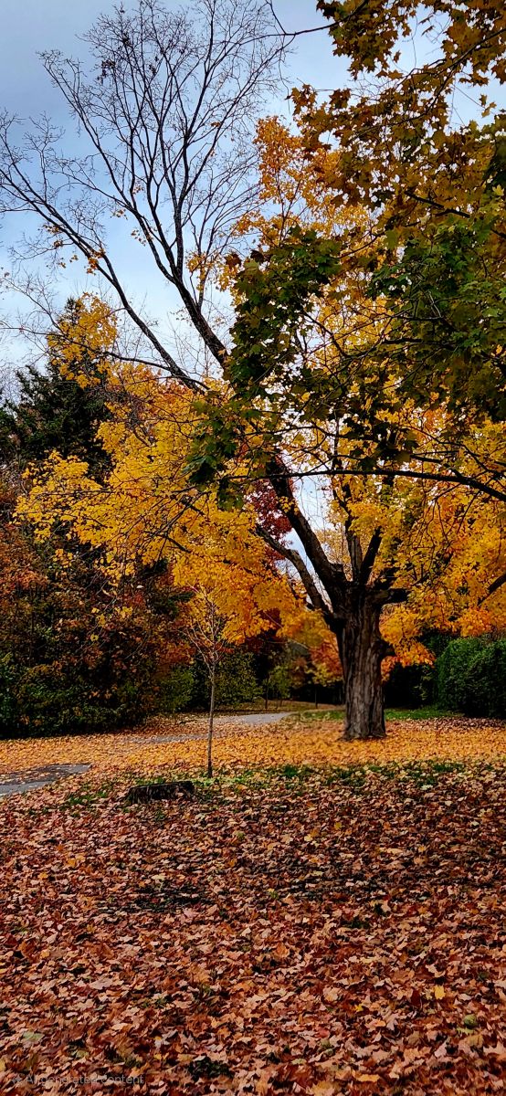 Photographe KevinG, Photos météo à Kanata Avenue - Weawow
