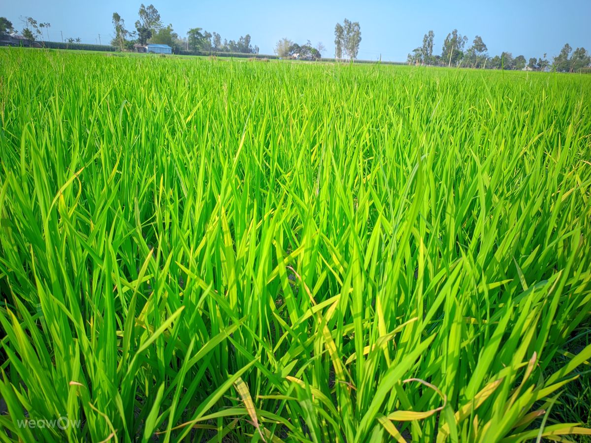 Weather forecasts with beautiful photos by MD Safiqul Islam Shuvo