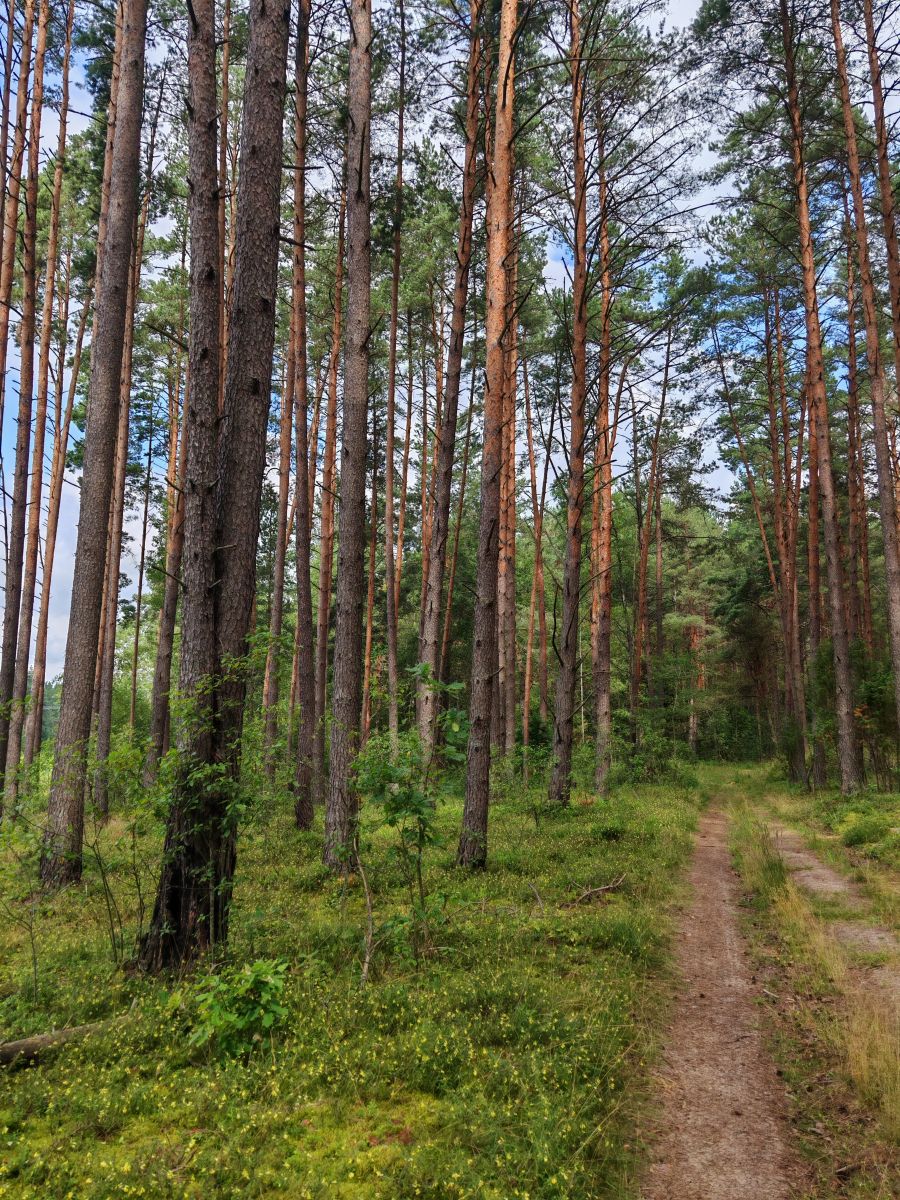 Weather Photos in Pskov Oblast. Weather forecasts with beautiful photos by HelenR2