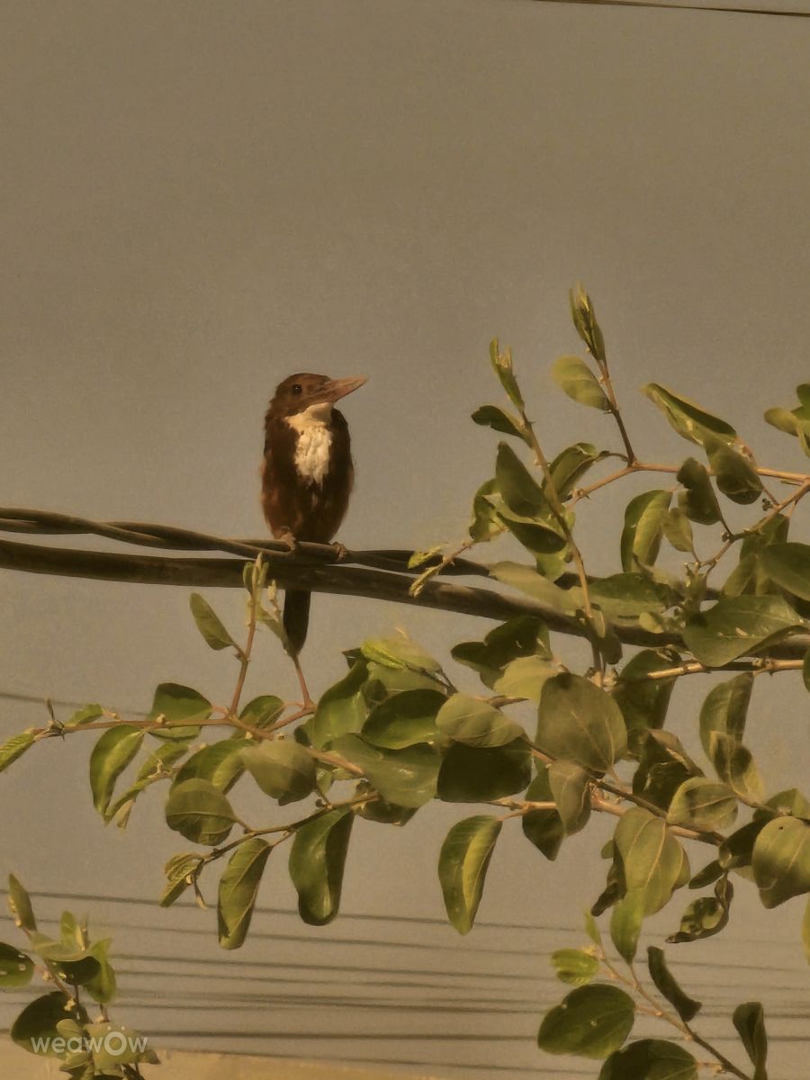 Wetter Photos Irak. Wettervorhersagen mit schönen Fotos von عطر الياسمين
