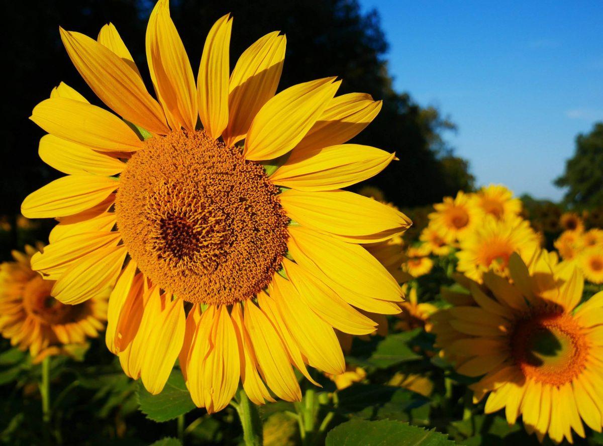 トスカーナ州の天気写真. Brandozの美しい写真による天気予報