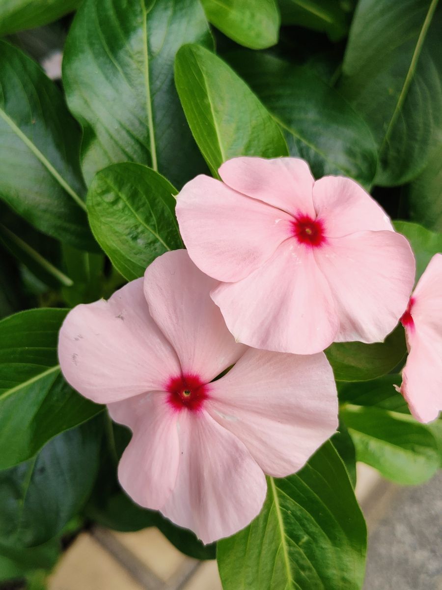 Weather Photos in Japan. Weather forecasts with beautiful photos by あさのジジ