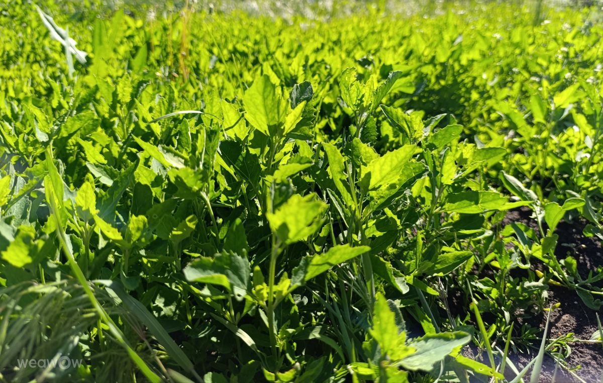 Weather Photos in Guam. Weather forecasts with beautiful photos by Shkarpetka