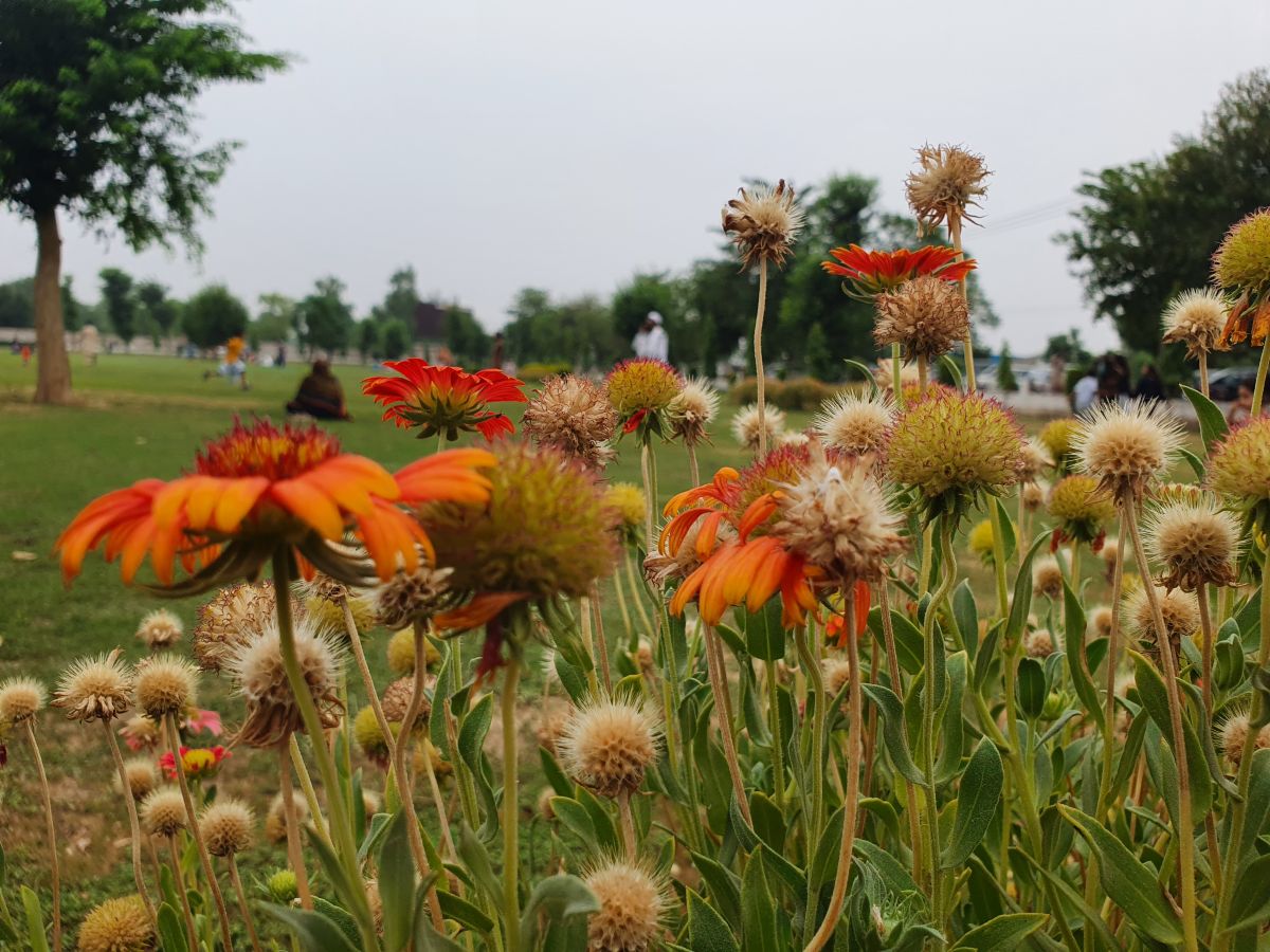 Weather Photos in Lahore. Weather forecasts with beautiful photos by Ali Usman