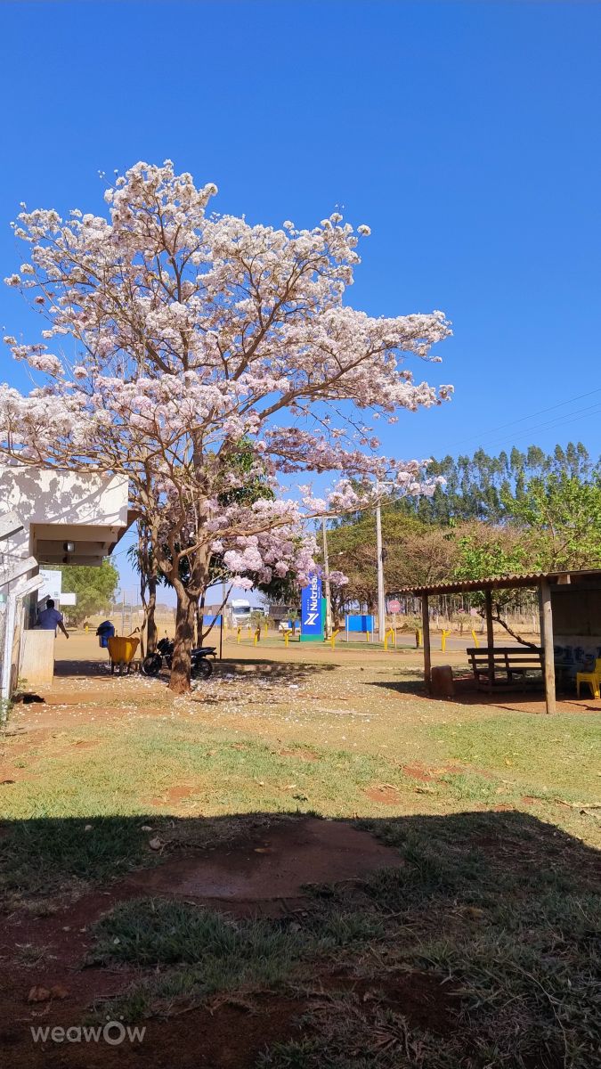 Fotos sobre el clima en Goiás. Pronósticos del tiempo con hermosas fotos de Jonatas Franco