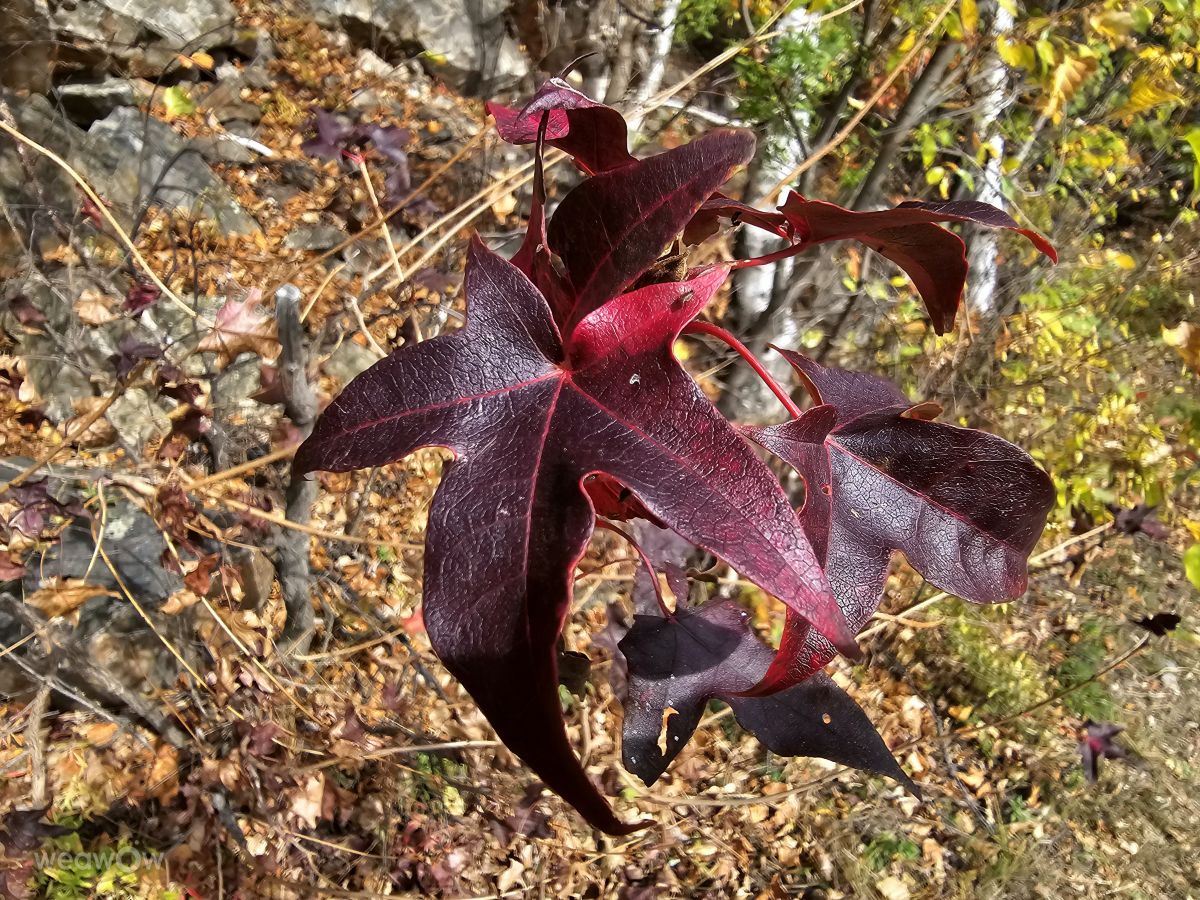 Primorye的天气照片. 天气预报，带ImPe精美的照片