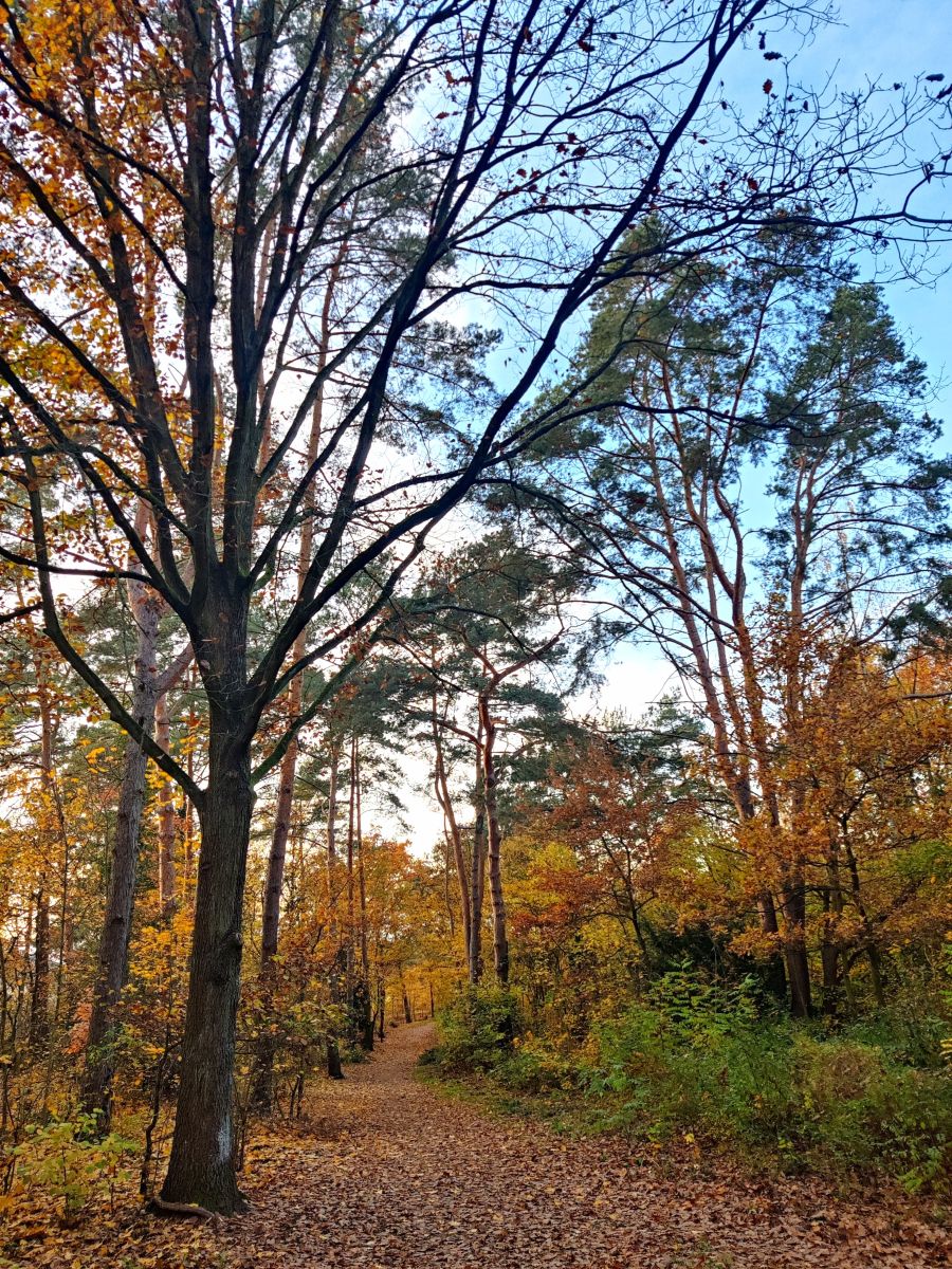 Fotógrafo Zorrra, Fotos sobre el clima en Kladow - Weawow