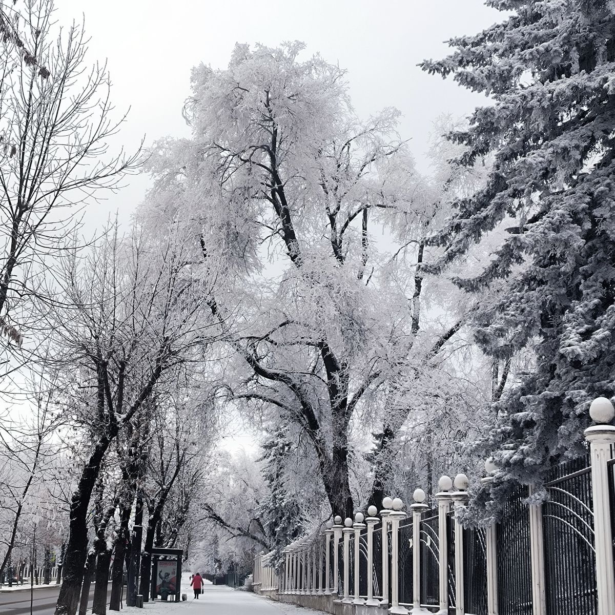 Fotos do tempo em Nal'chik. Previsões do tempo com lindas fotos de eucalipt