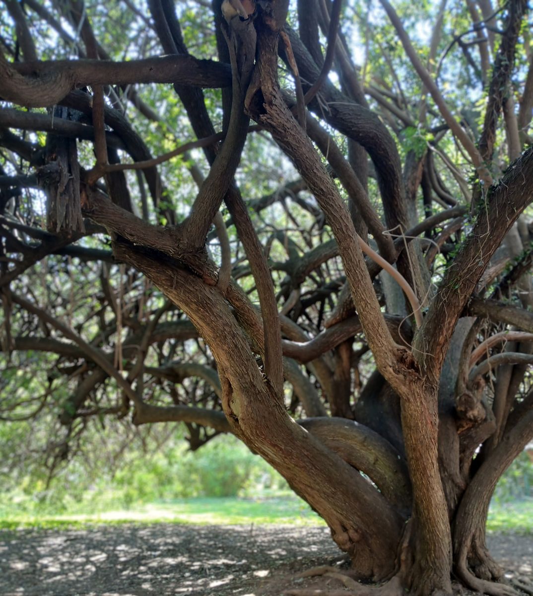 Photographer SEBASTIAN14, Weather Photos in Jardín Botánico Carlos Thays - Weawow