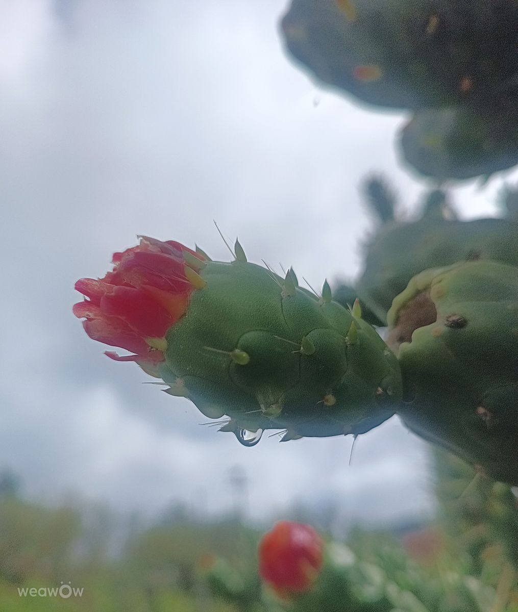 Weather Photos in Colombia. Weather forecasts with beautiful photos by Nelson Soler Becerra