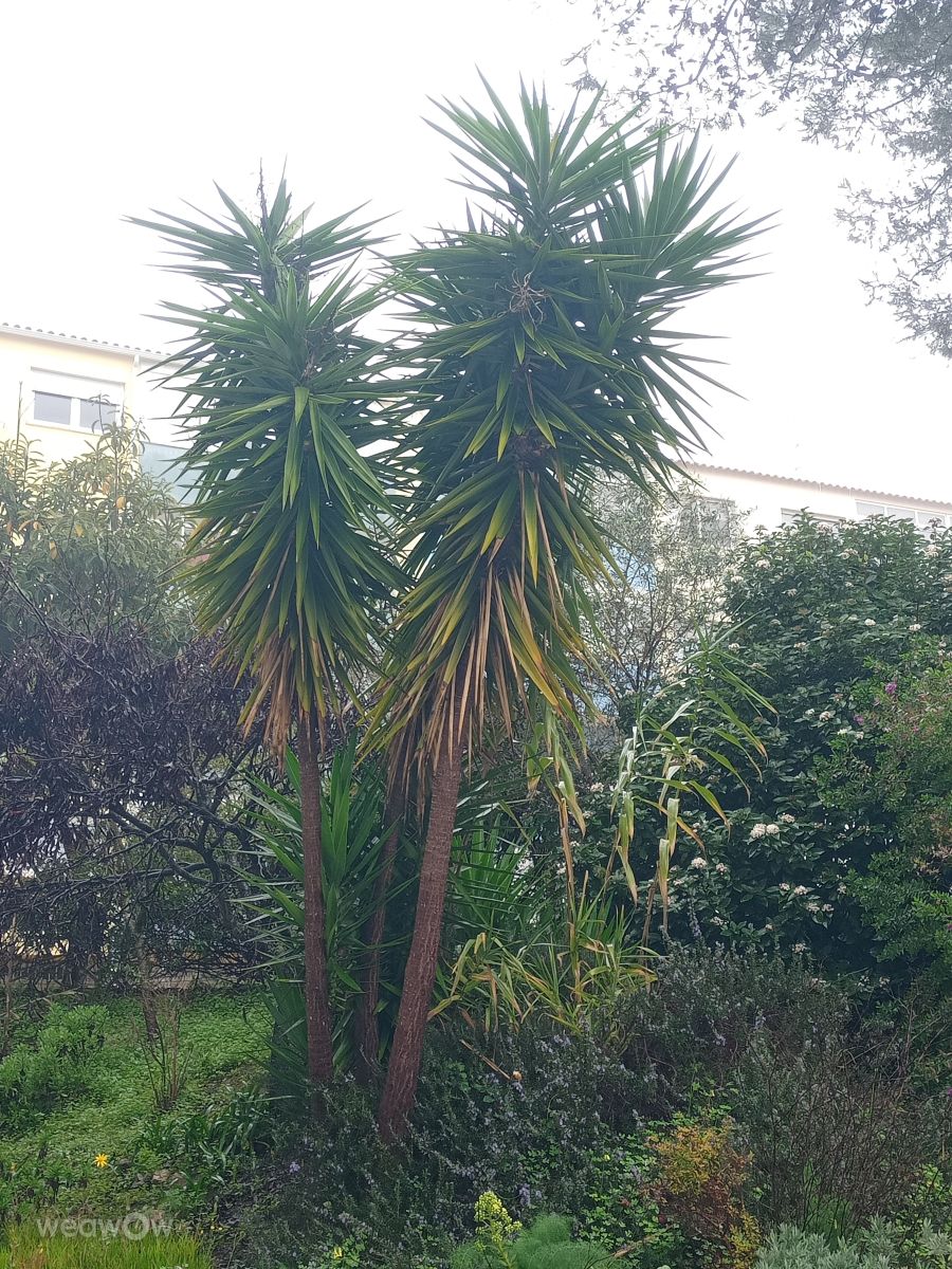 Weather Photos in Portugal. Weather forecasts with beautiful photos by Joaquim Fonseca
