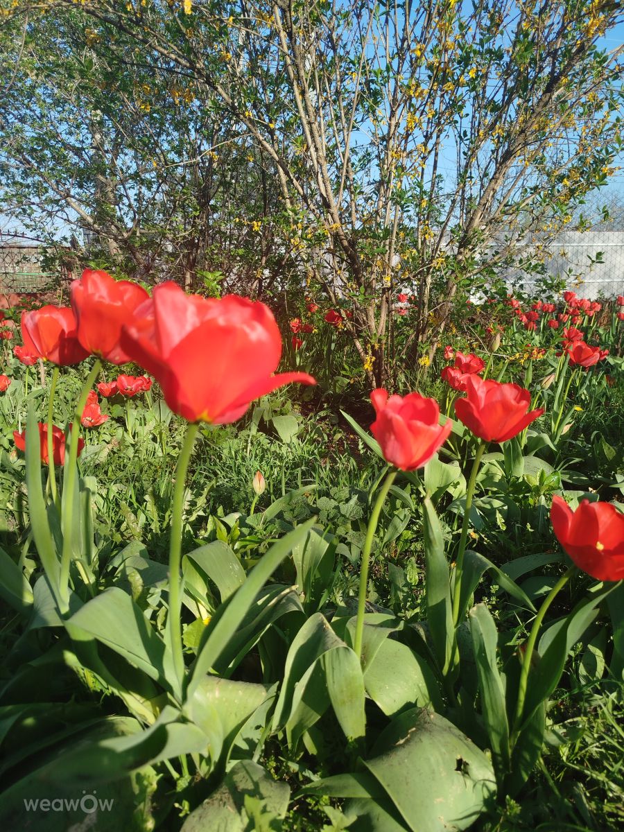 Weather Photos in Făleşti. Weather forecasts with beautiful photos by Alex Rumniex