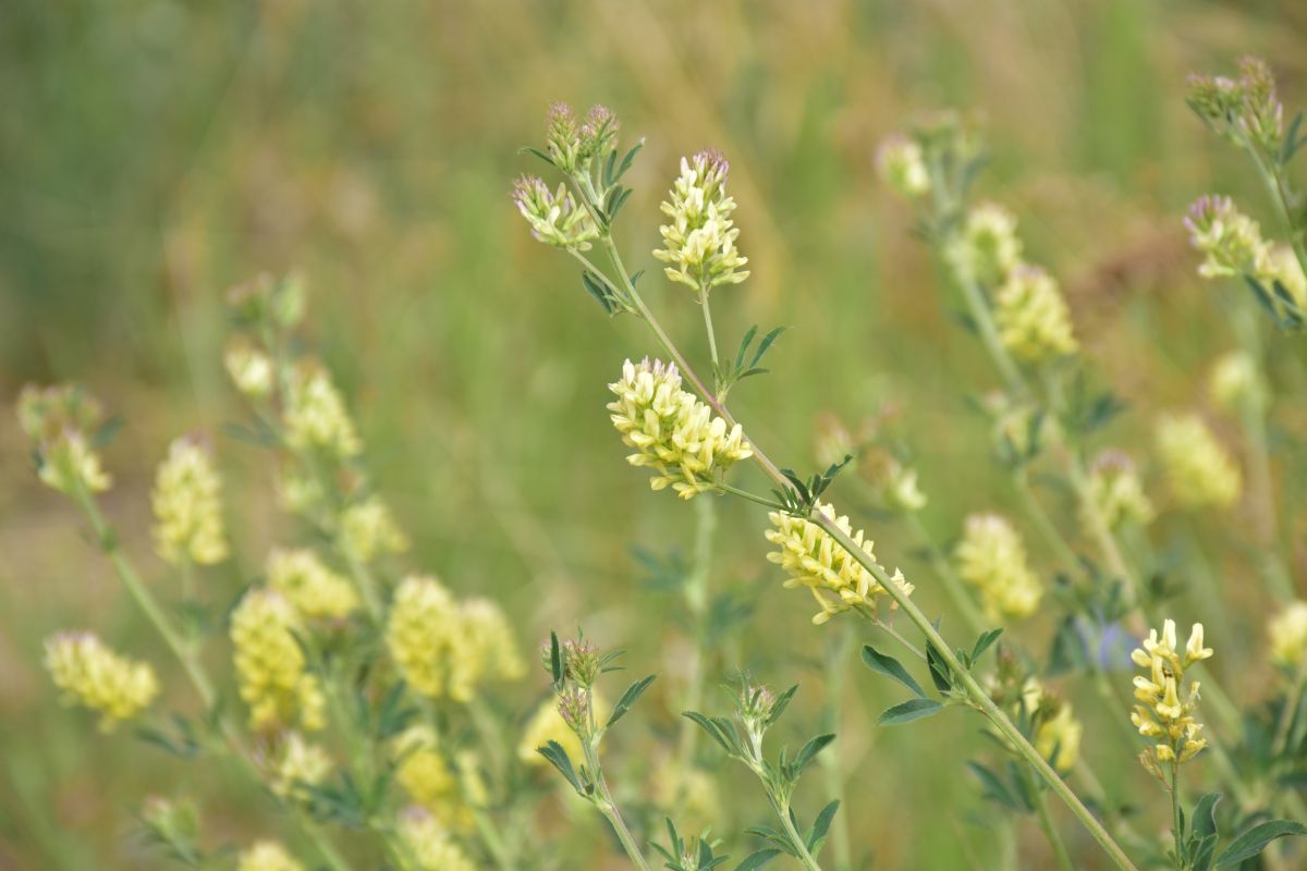 Photographer 1stEyeFocused, Weather Photos in Alberta - Weawow