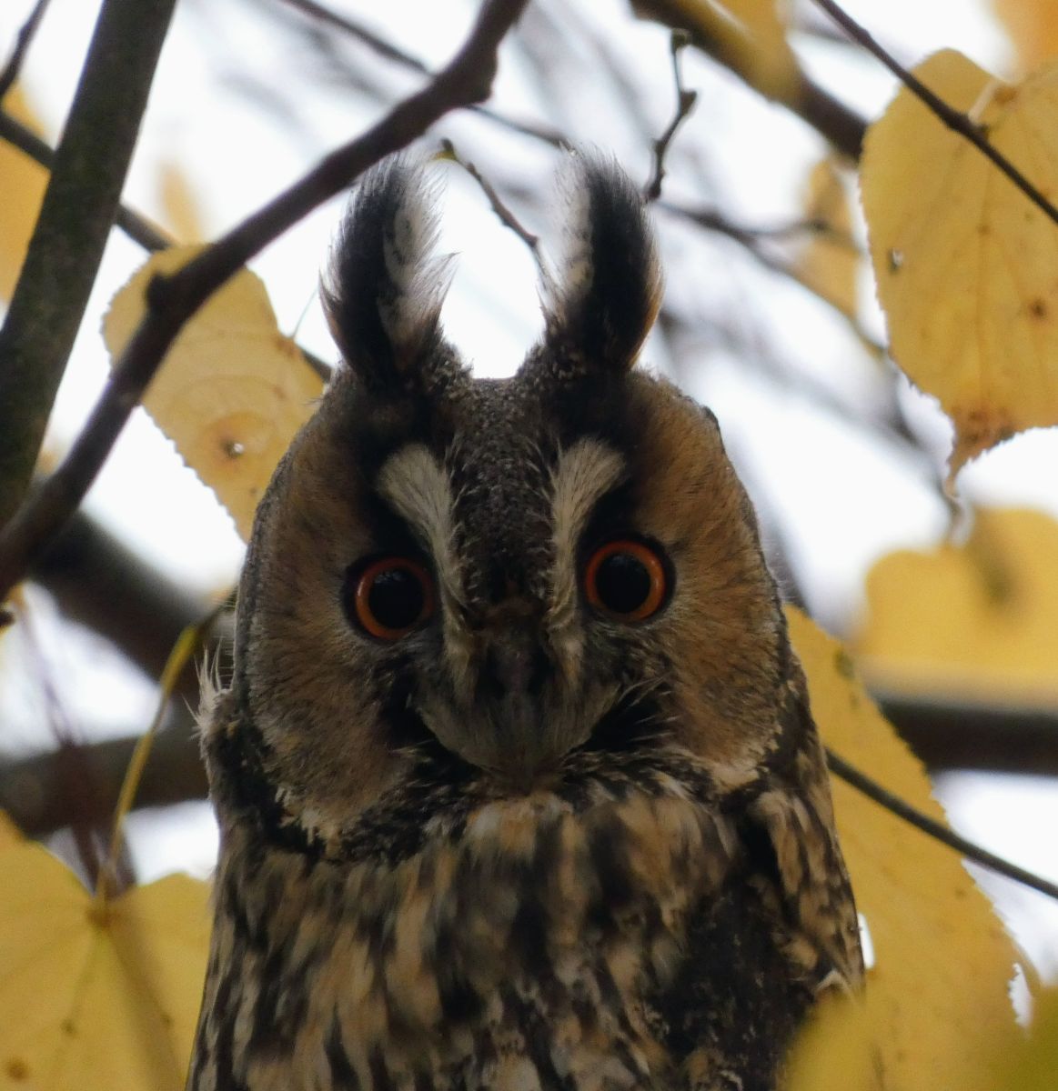 Фотограф fwerner, Фотографии Погоды в Elsfleth - Weawow
