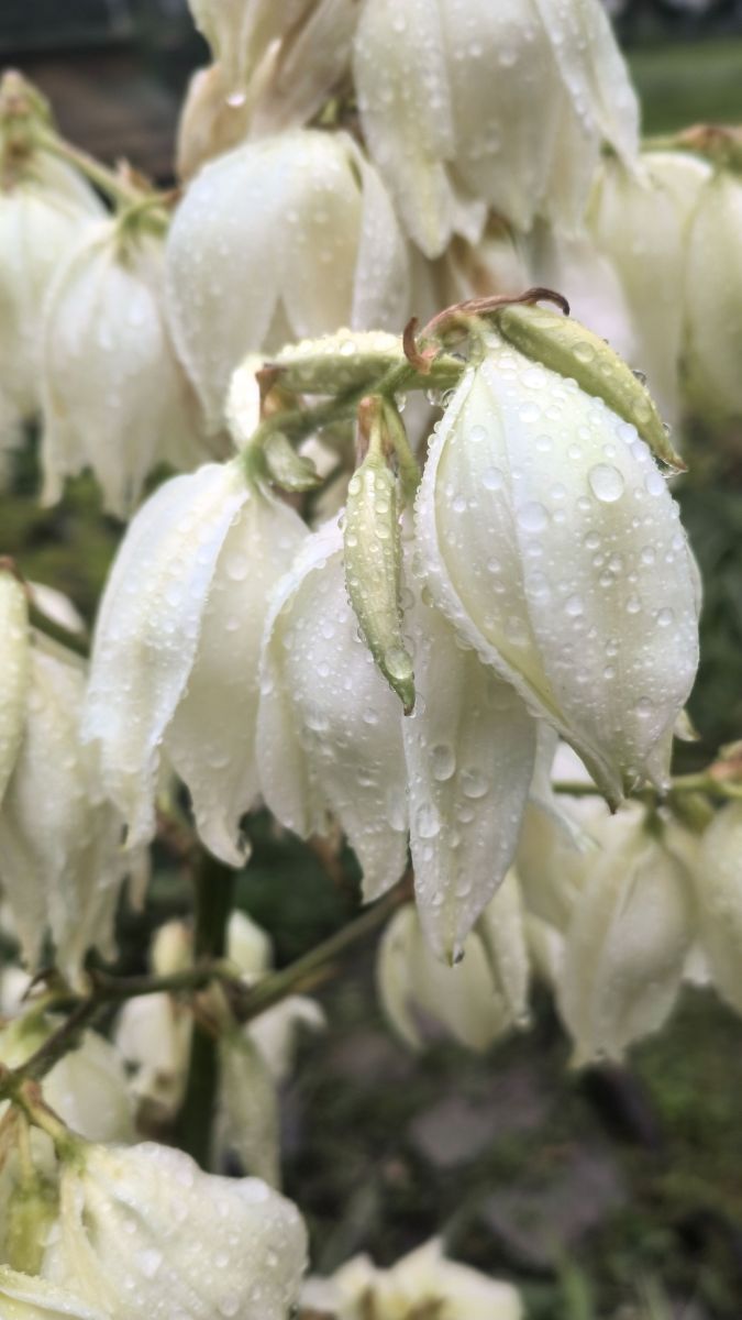 Prévisions météo avec de superbes photos de YanBog