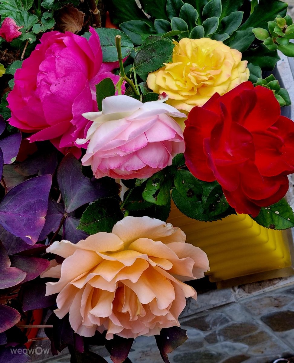 Weather Photos in Prahova. Weather forecasts with beautiful photos by Bley64