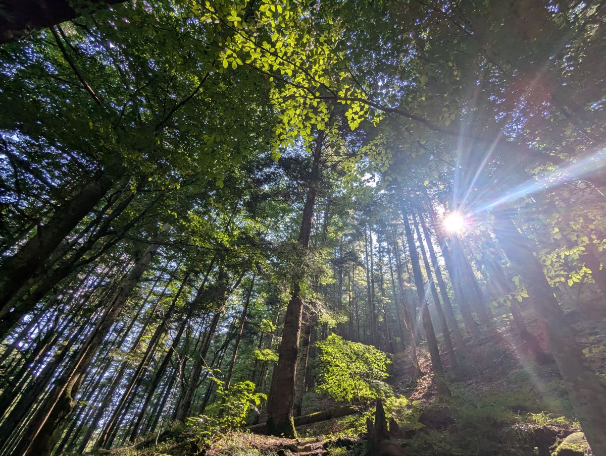 Judetul Bacauの天気写真. Musteataの美しい写真による天気予報