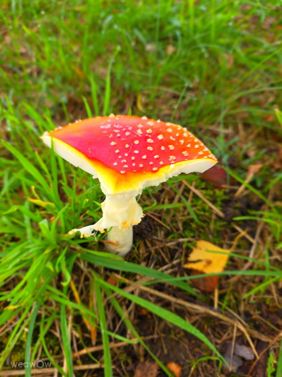 Fotografos Seni, Fotos do tempo em Velbert - Weawow