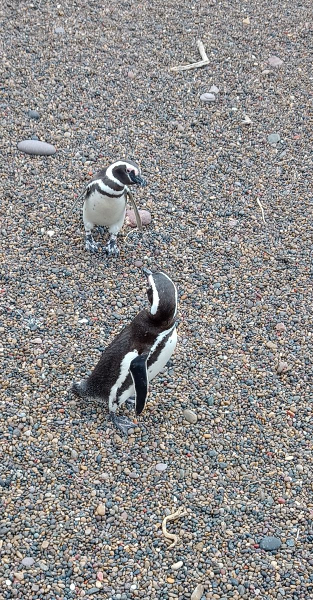 Weather Photos in Chubut. Weather forecasts with beautiful photos by MelLezcano19