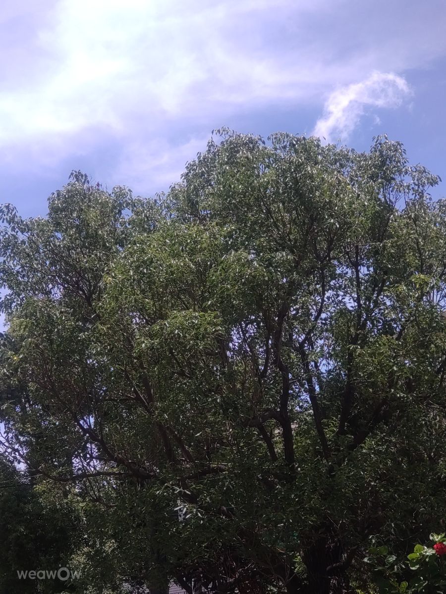 Photographer Wen-ya Huang, Weather Photos in Kaohsiung City - Weawow