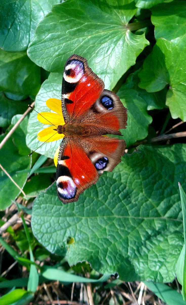 Photographer BHE6E, Weather Photos in Chernyanka - Weawow
