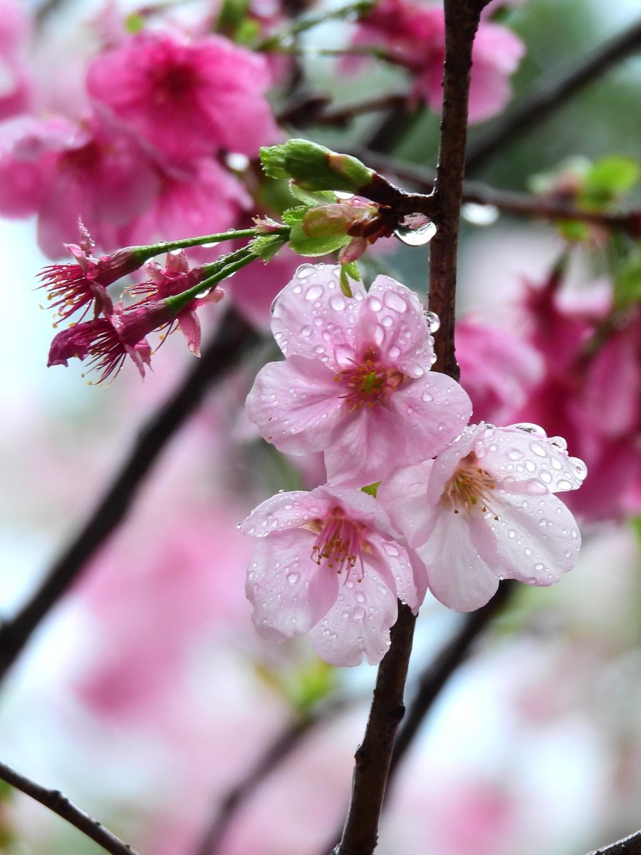 Weather Photos in Hong Kong. Weather forecasts with beautiful photos by Ensign_Lau