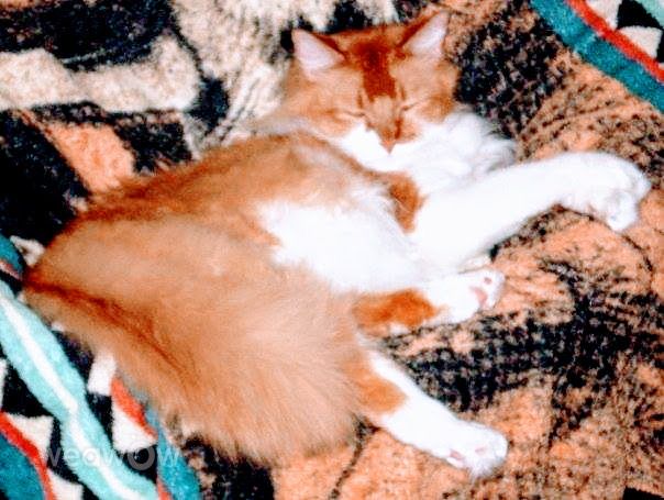 摄影师 Cajungrl26，Laplace的天气照片 - Weawow