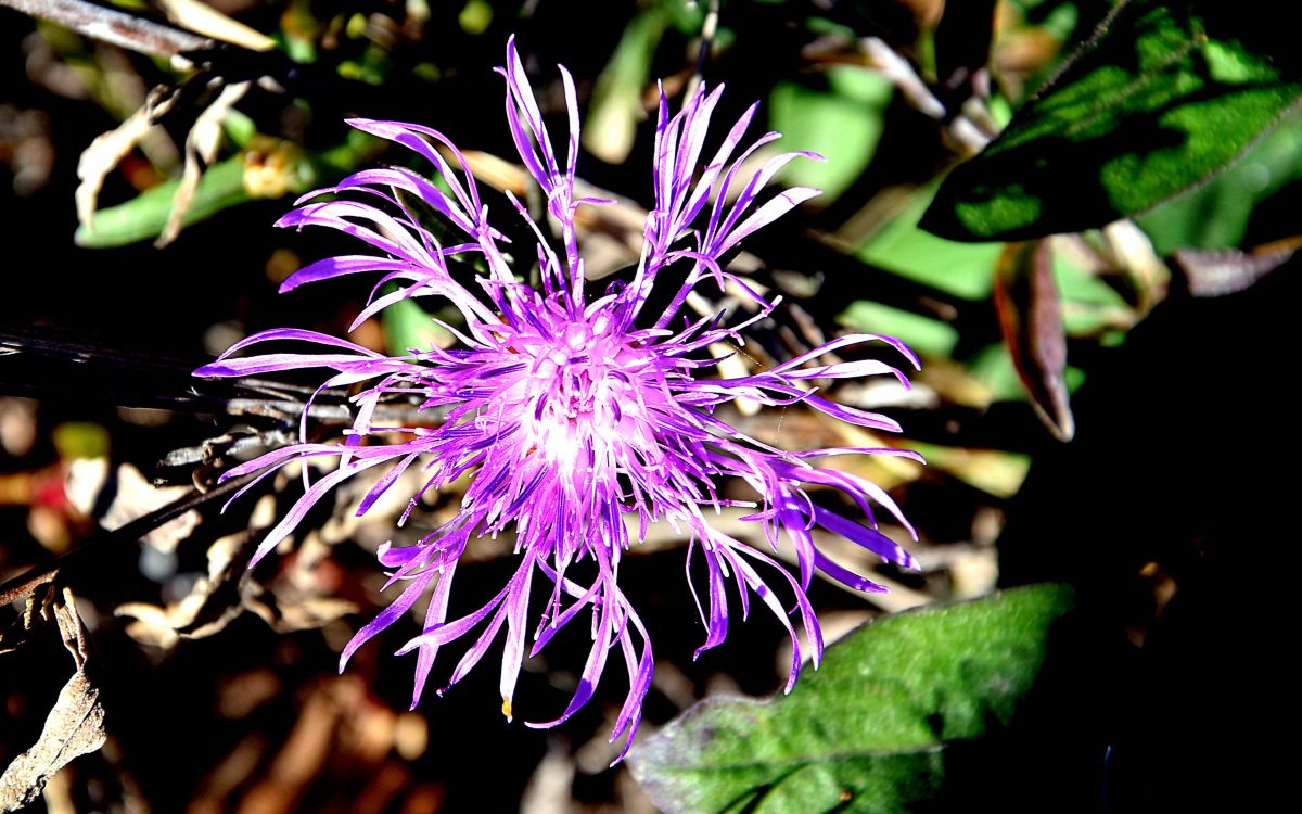 Previsões do tempo com lindas fotos de ConstantinR