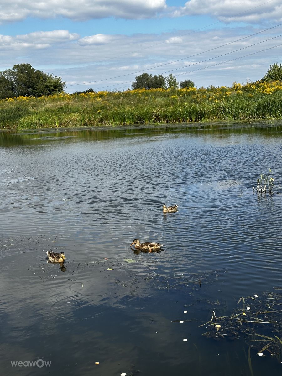 Wetter Photos Irpin. Wettervorhersagen mit schönen Fotos von Інна