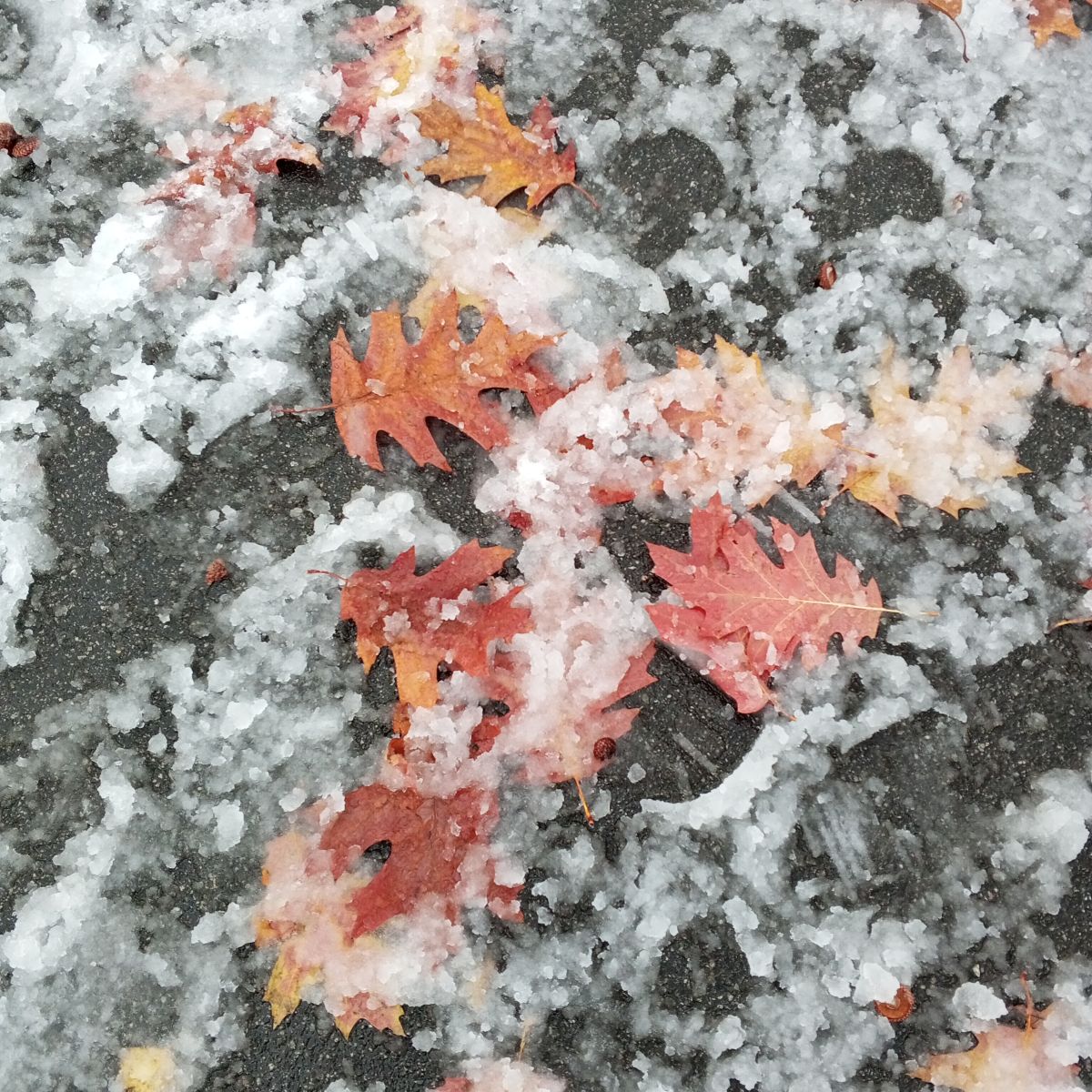 摄影师 Olena-13，Чернигов的天气照片 - Weawow