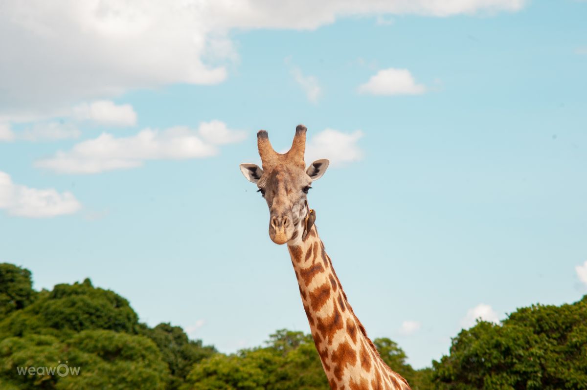 Weather Photos in Kenya. Weather forecasts with beautiful photos by vish_fx