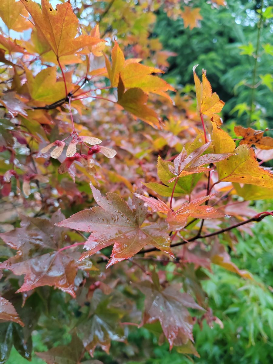 Photograph Albert_Smelovtsev, Wetter Photos Roza Khutor - Weawow