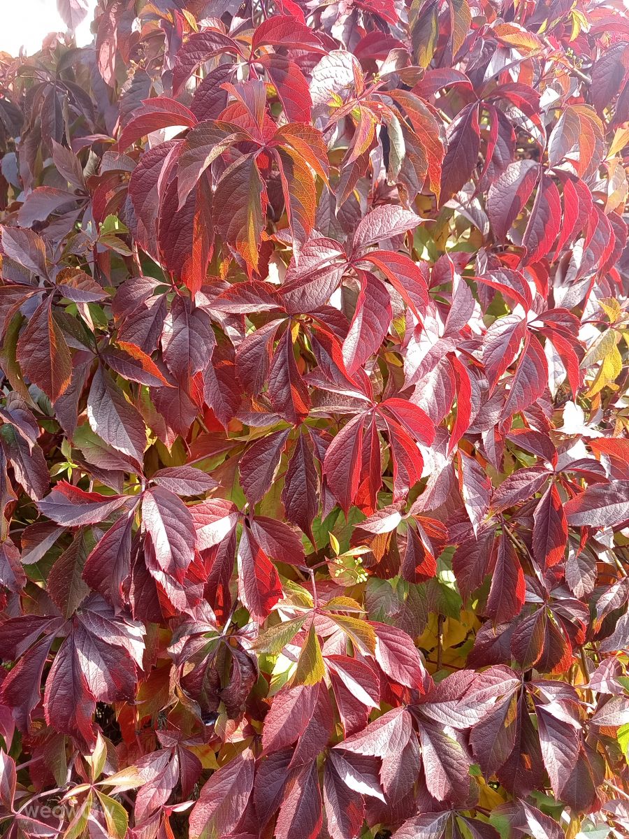 Hình ảnh Thời tiết ở Moscow Oblast. Dự báo thời tiết với những bức ảnh đẹp của Evgeniya77