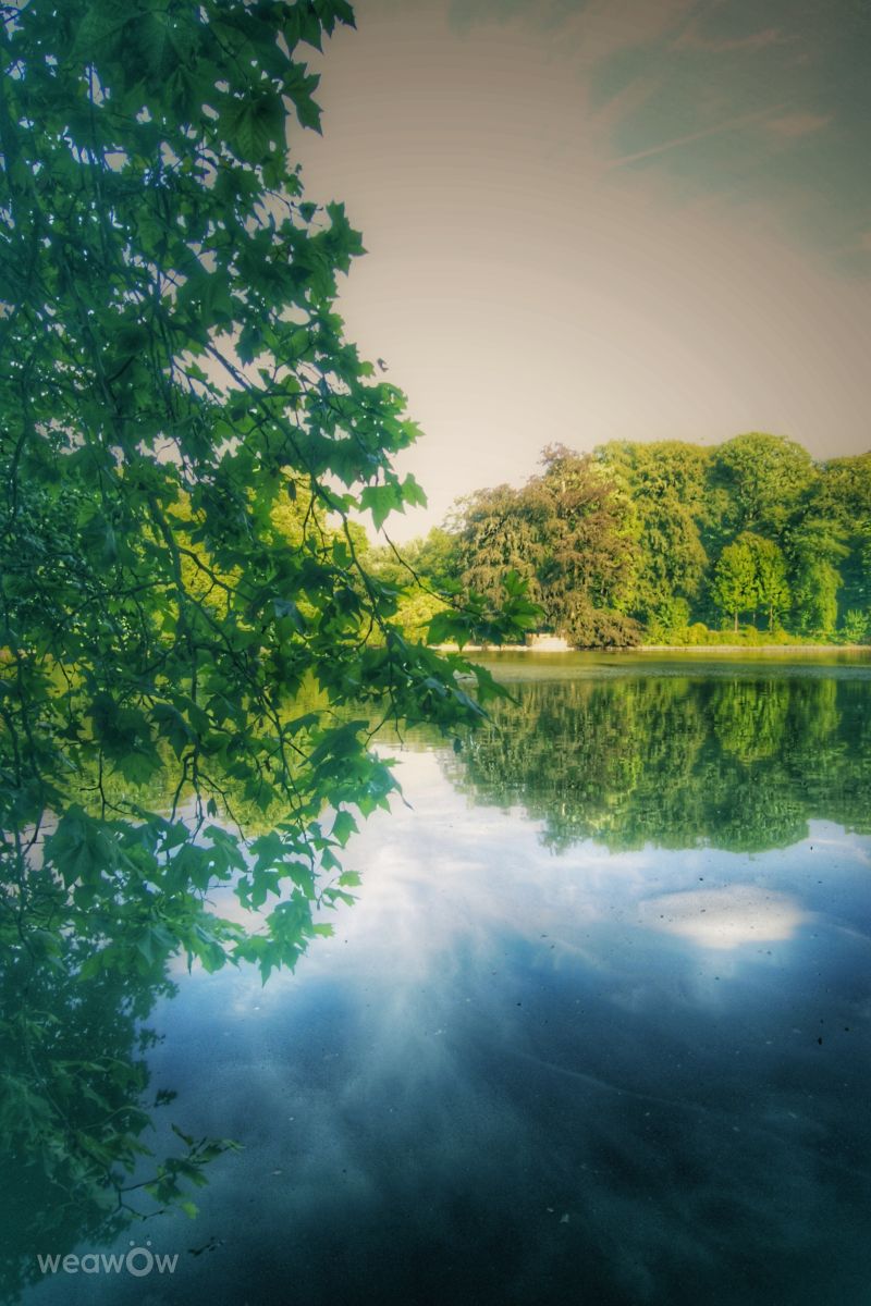 Weather Photos in Rombergpark-Lücklemberg. Weather forecasts with beautiful photos by Gweiland
