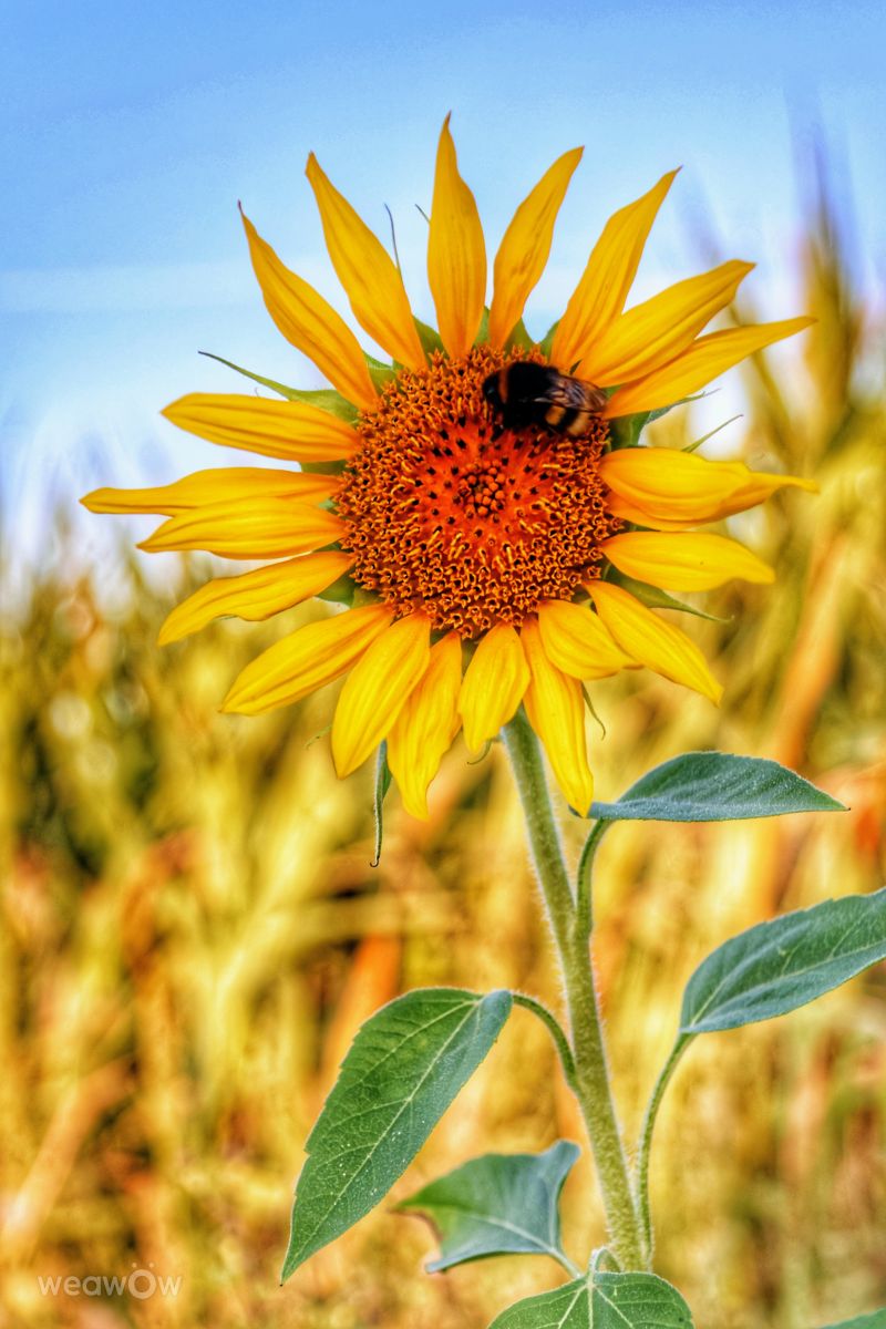 Pronósticos del tiempo con hermosas fotos de Mausbär