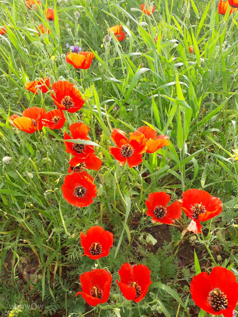 Fotos do tempo em Kurdistan Province. Previsões do tempo com lindas fotos de HBO258