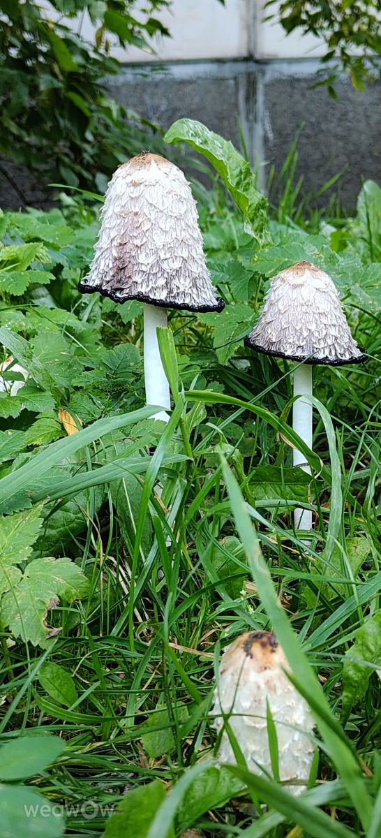 Photos météo à Kolpino. Prévisions météo avec de superbes photos de Cherry_V