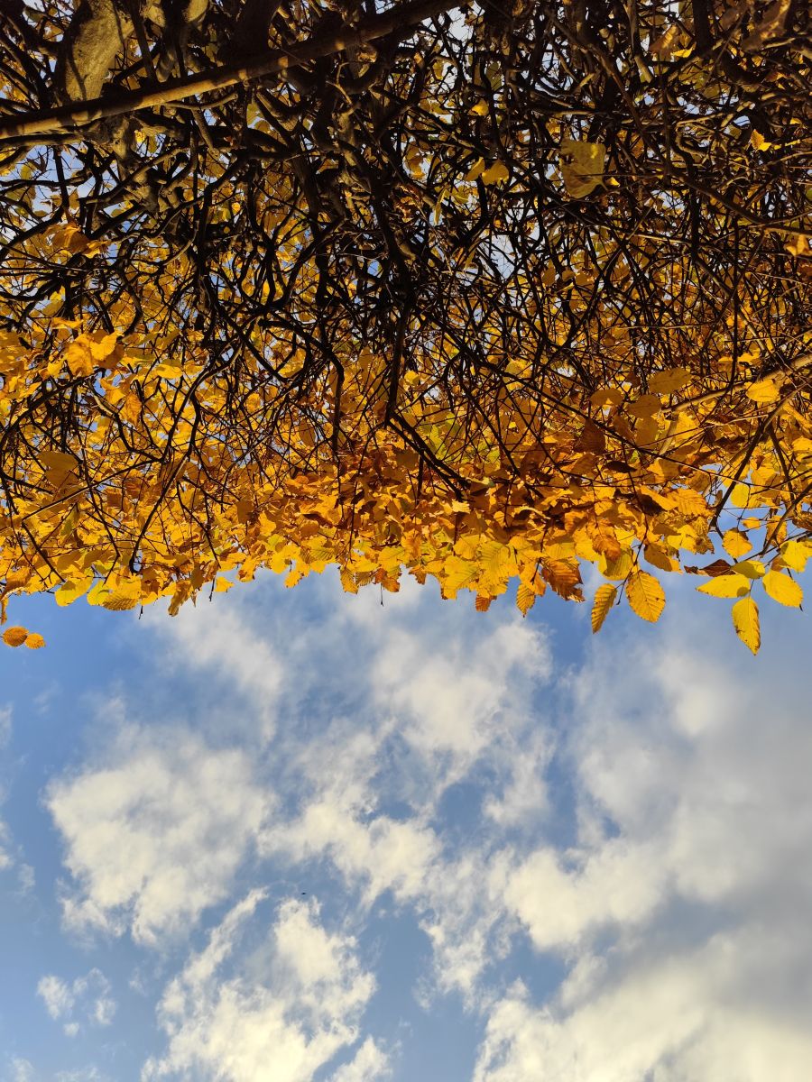 Фотографии Погоды в Тимишоара. Прогнозы погоды с чудесными фотографиями, сделанными Lupsaman