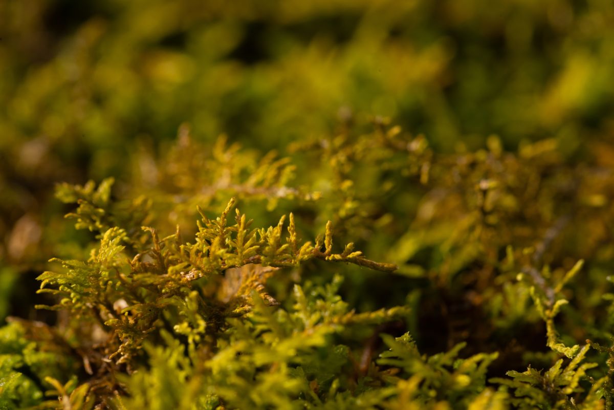 Фотограф krantzjh, Фотографии Погоды в Hanover - Weawow