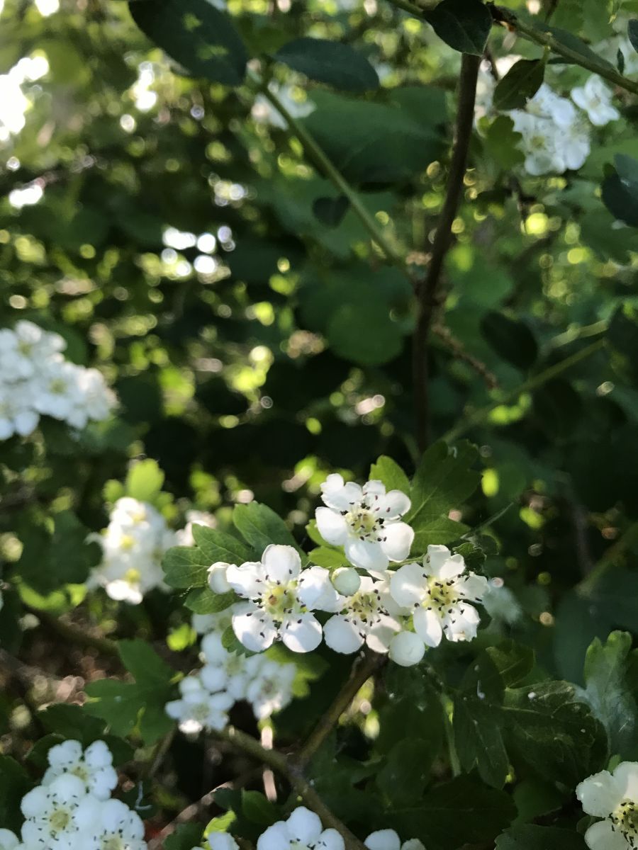 Fotos sobre el clima en Sovetsk. Pronósticos del tiempo con hermosas fotos de set479