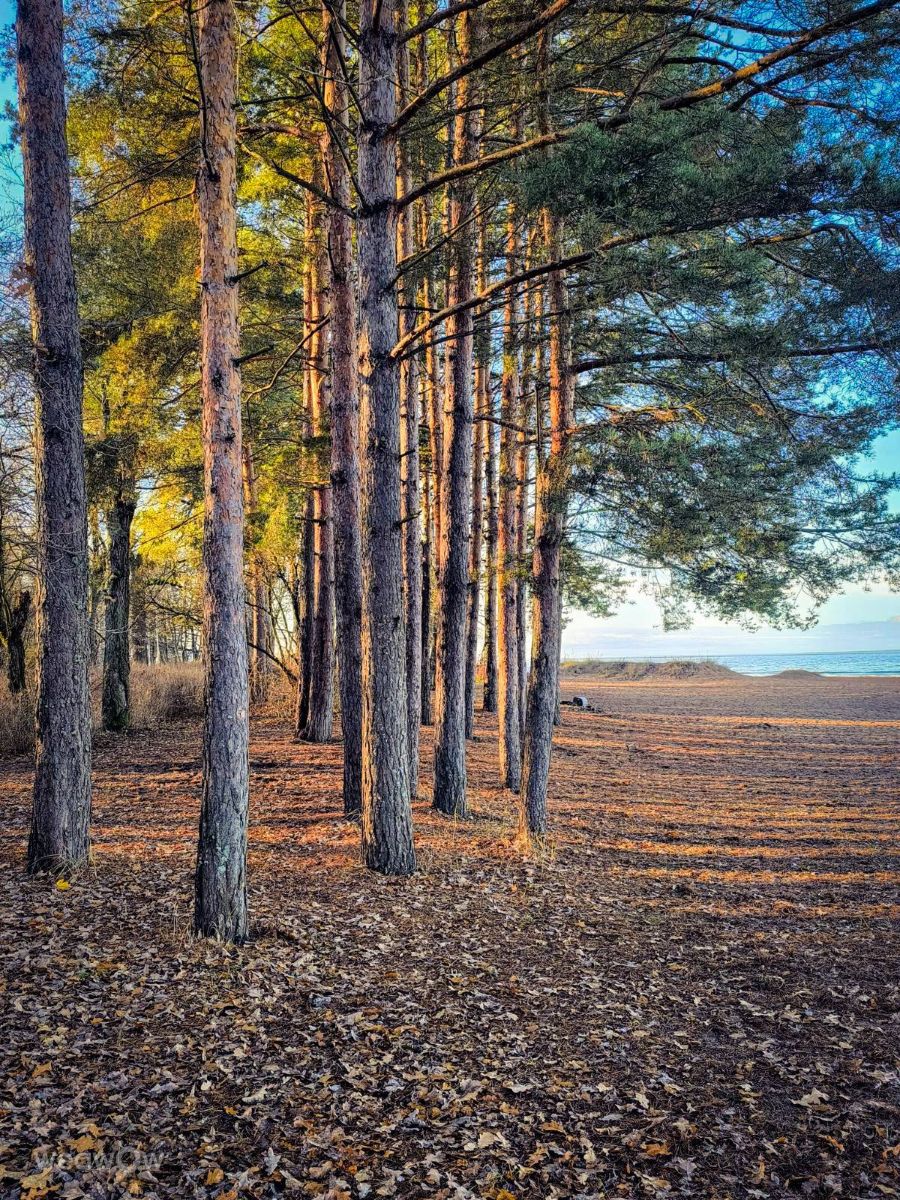 Photographer Jea, Weather Photos in Sestroretsk - Weawow