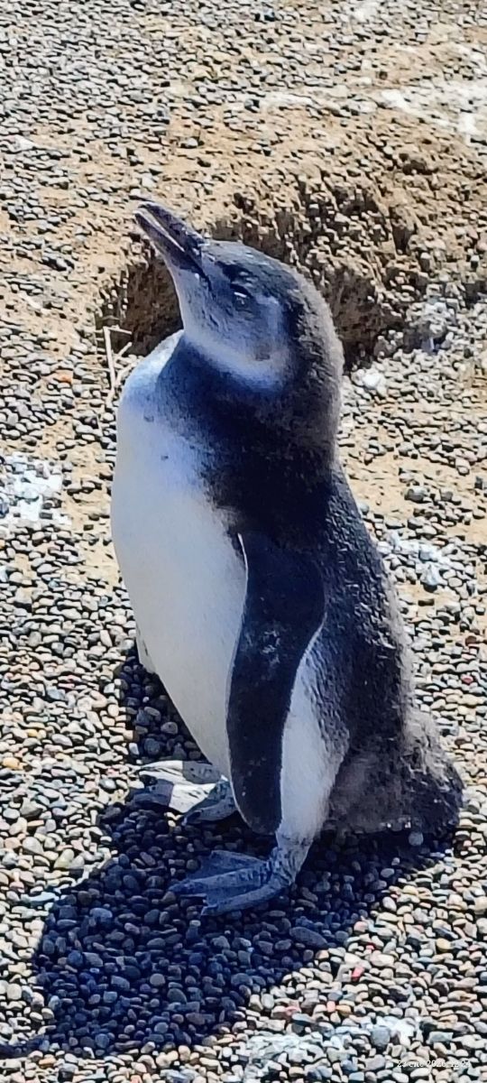 Weather Photos in Chubut. Weather forecasts with beautiful photos by Yani Sixx Rose